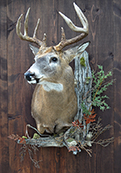 deer mount wall habitat